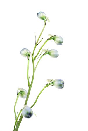 flowers isolated white background - Stalk of budding delphinium Foto de stock - Sin royalties Premium, Código: 633-01837105