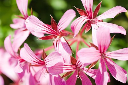 Pink geranium flowers Stock Photo - Premium Royalty-Free, Code: 633-01837109