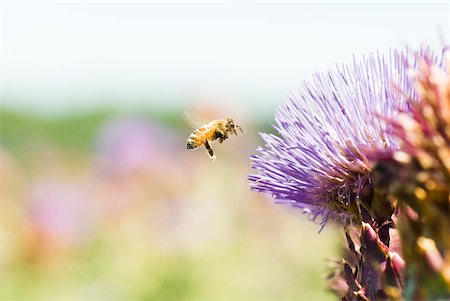 simsearch:633-01837120,k - Bee flying toward thistle flower Foto de stock - Sin royalties Premium, Código: 633-01837120