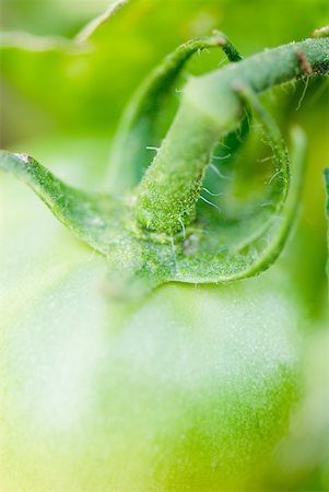 simsearch:633-06322287,k - Green tomato on vine, extreme close-up Foto de stock - Sin royalties Premium, Código: 633-01837121