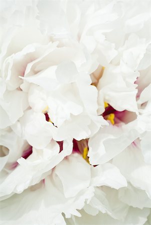 délicat - Pivoine blanche, gros plan sur les pétales, plein cadre Photographie de stock - Premium Libres de Droits, Code: 633-01837142