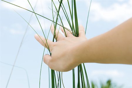 simsearch:693-06020309,k - Woman touching tall grass, low angle view, cropped Stock Photo - Premium Royalty-Free, Code: 633-01837233