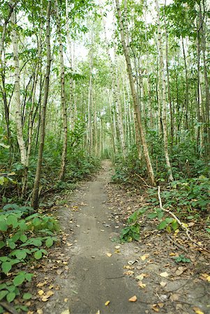 forest path panorama - Path winding through woods Stock Photo - Premium Royalty-Free, Code: 633-01992435