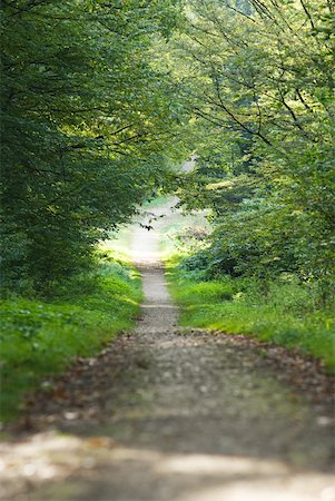 forest path panorama - Path in woods Stock Photo - Premium Royalty-Free, Code: 633-01992430