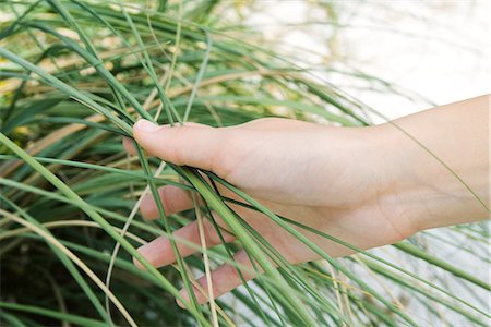 simsearch:696-03401960,k - Hand touching tall grass, close-up, cropped Stock Photo - Premium Royalty-Free, Code: 633-01992444