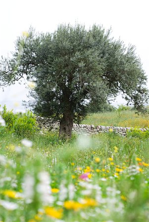 simsearch:633-05401596,k - Olive tree in flowery meadow Stock Photo - Premium Royalty-Free, Code: 633-01992556