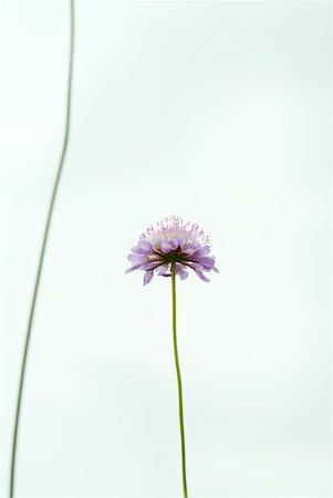 simsearch:633-01715115,k - Scabiosa flower, low angle view Foto de stock - Sin royalties Premium, Código: 633-01992562