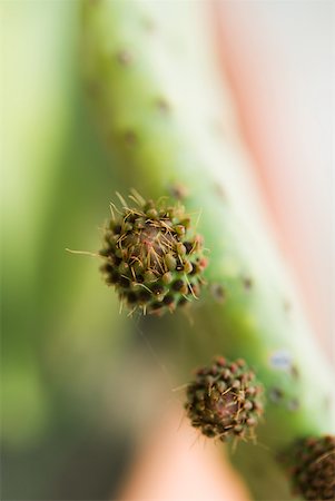 prickly pear cactus - New growth on prickly pear cactus Foto de stock - Sin royalties Premium, Código: 633-01992576