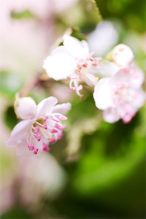 Hawthorn flowers, close-up Stock Photo - Premium Royalty-Free, Code: 633-01992586