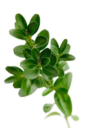 sprig - Sprig of boxwood Stock Photo - Premium Royalty-Free, Code: 633-01992589