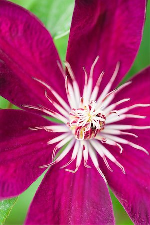 Clematis flower, high angle view, close-up Foto de stock - Sin royalties Premium, Código: 633-01992595