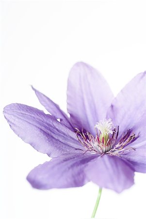 purple flowers on white background - Clematis flower, close-up Stock Photo - Premium Royalty-Free, Code: 633-01992596