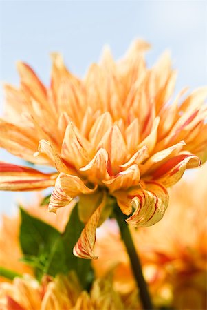 simsearch:633-02417456,k - Dahlia, close-up Stock Photo - Premium Royalty-Free, Code: 633-01992597