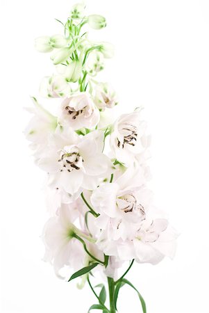 Delphinium Stock Photo - Premium Royalty-Free, Code: 633-01992598