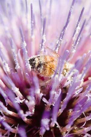 symbiosis - Bee on thistle flower, extreme close-up Stock Photo - Premium Royalty-Free, Code: 633-01992611