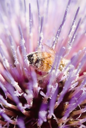 Bee on thistle flower, extreme close-up Stock Photo - Premium Royalty-Free, Code: 633-01992611