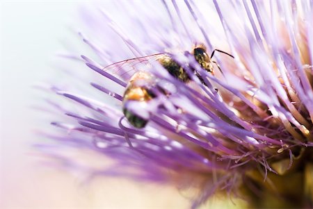 simsearch:633-01837120,k - Bee on thistle flower, extreme close-up Foto de stock - Sin royalties Premium, Código: 633-01992613