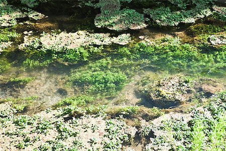 simsearch:633-05401361,k - Aquatic plants growing in water, close-up Stock Photo - Premium Royalty-Free, Code: 633-01992627