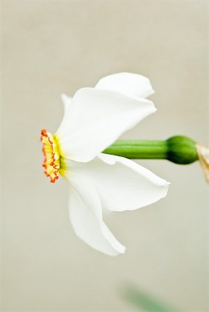 daffodil flower - Narcissus flower, side view Stock Photo - Premium Royalty-Free, Code: 633-01992630