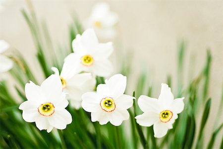 Narcissus flowers Stock Photo - Premium Royalty-Free, Code: 633-01992631