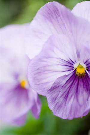 Pansies, close-up Stock Photo - Premium Royalty-Free, Code: 633-01992632