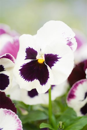 simsearch:633-01573499,k - Pansies Stock Photo - Premium Royalty-Free, Code: 633-01992633