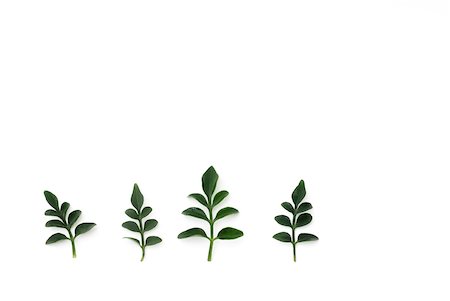 simsearch:633-01274009,k - Jasmine leaves on white background Foto de stock - Royalty Free Premium, Número: 633-01992657