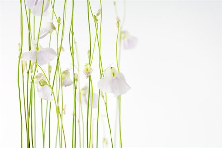 Wasserschlauch (Utricularia Sandersoni) Stockbilder - Premium RF Lizenzfrei, Bildnummer: 633-01992658