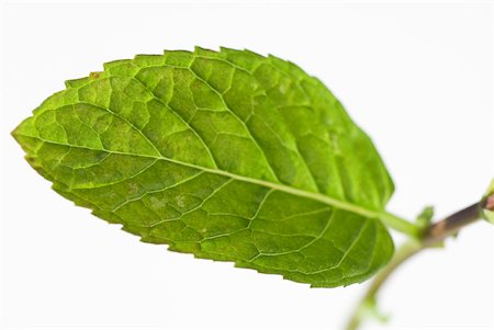 Mint leaf Stock Photo - Premium Royalty-Free, Code: 633-01992666