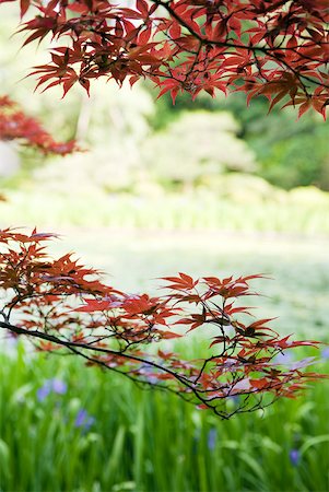 Japanese maple tree in garden, cropped view Stock Photo - Premium Royalty-Free, Code: 633-01992811