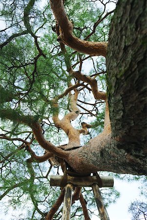 rope texture - Branche d'arbre avec le soutien de bambou attachée sous Photographie de stock - Premium Libres de Droits, Code: 633-01992827