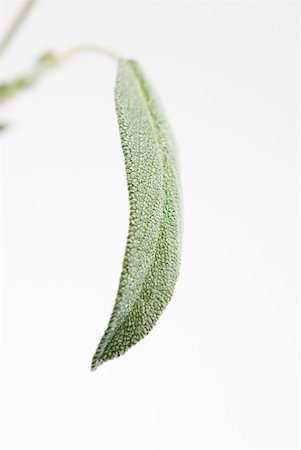 sage plant silhouette - Sage leaf, close-up Stock Photo - Premium Royalty-Free, Code: 633-01992882