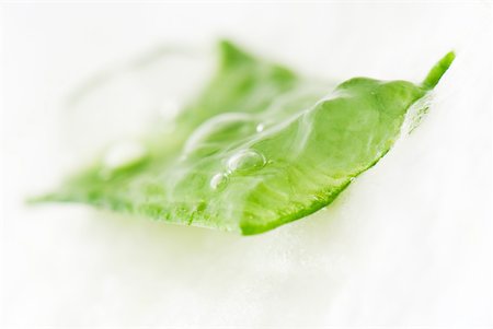 Sliced aloe vera leaf and gel, close-up Stock Photo - Premium Royalty-Free, Code: 633-01992895