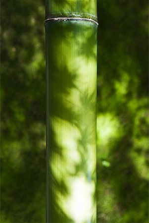 Ombres de feuilles de bambou Photographie de stock - Premium Libres de Droits, Code: 633-02044245