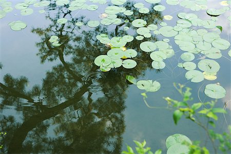 pond top view - Lily pads in pond with reflection of tree branch Stock Photo - Premium Royalty-Free, Code: 633-02044294