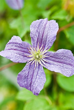 simsearch:633-01715115,k - Purple clematis, close-up Foto de stock - Sin royalties Premium, Código: 633-02044349