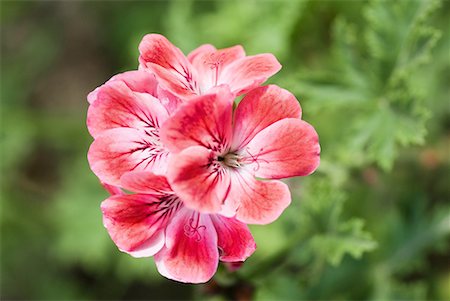 Pink geranium, close-up Stock Photo - Premium Royalty-Free, Code: 633-02044355