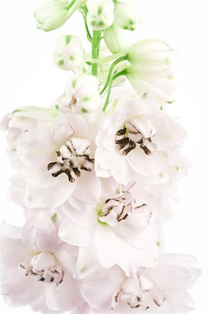 delphinium - White delphinium flowers, close-up Fotografie stock - Premium Royalty-Free, Codice: 633-02044352