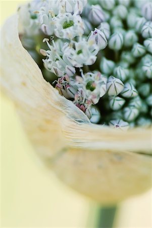 delikat - Partially opened allium bud, close-up Foto de stock - Sin royalties Premium, Código: 633-02044369