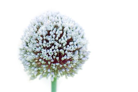 Allium, close-up Stock Photo - Premium Royalty-Free, Code: 633-02044363