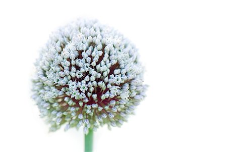 flowers isolated white background - Allium, close-up Foto de stock - Sin royalties Premium, Código: 633-02044363