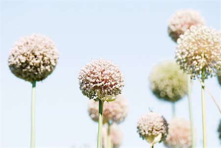 Allium flowers growing, close-up Stock Photo - Premium Royalty-Free, Code: 633-02044370