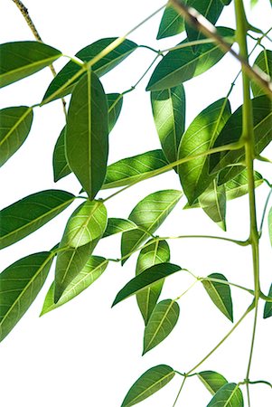 simsearch:633-02417431,k - Green foliage, backlit, close-up Stock Photo - Premium Royalty-Free, Code: 633-02044382