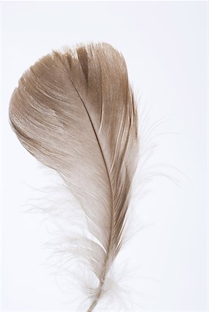 delicate - Feather, close-up Stock Photo - Premium Royalty-Free, Code: 633-02044466