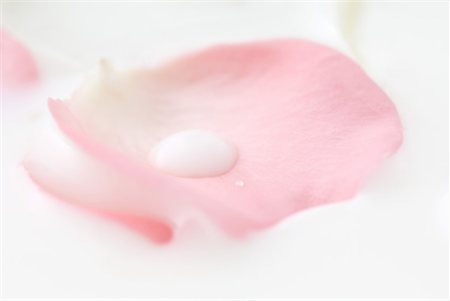 simsearch:614-08908302,k - Rose petals floating in cream, close-up Foto de stock - Sin royalties Premium, Código: 633-02044505