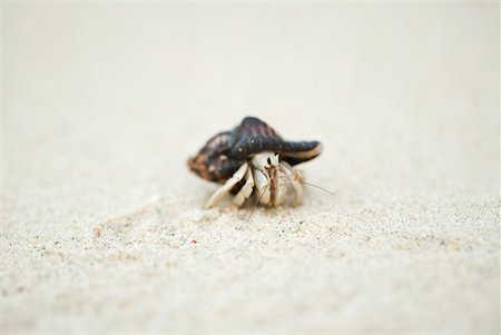 Hermit crab, close-up Foto de stock - Sin royalties Premium, Código: 633-02044514