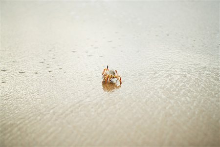 Crabe en marchant le long de la plage Photographie de stock - Premium Libres de Droits, Code: 633-02044515
