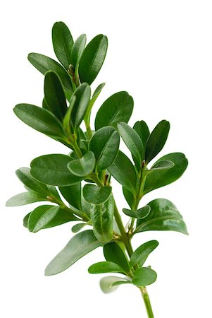 Sprig of boxwood on white background, close-up Stock Photo - Premium Royalty-Free, Code: 633-02065708