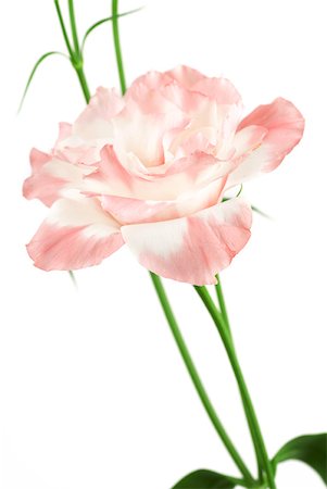 Lisianthus rose Photographie de stock - Premium Libres de Droits, Code: 633-02065726