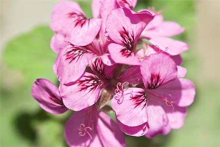 simsearch:633-06322693,k - Mauve geranium flowers Stock Photo - Premium Royalty-Free, Code: 633-02065720